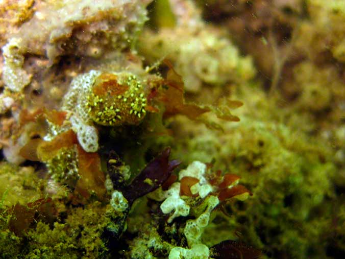 Colonial sea squirt, Botryllus schlosseri