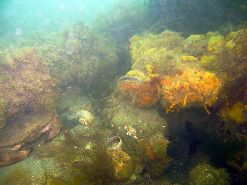 Edible or brown crab, Cancer pagurus and shredded carrot sponge, Amphiplectus fucorum