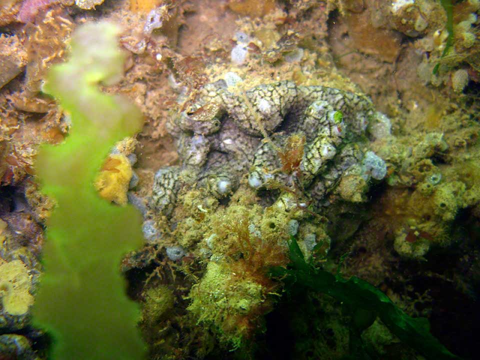 Colonial sea squirt, Didemnum coriaecum