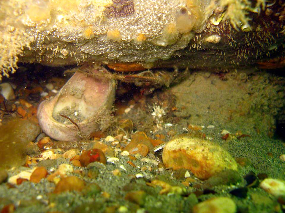 Squat lobster, Galathea squamifera, upside-down under car wreck