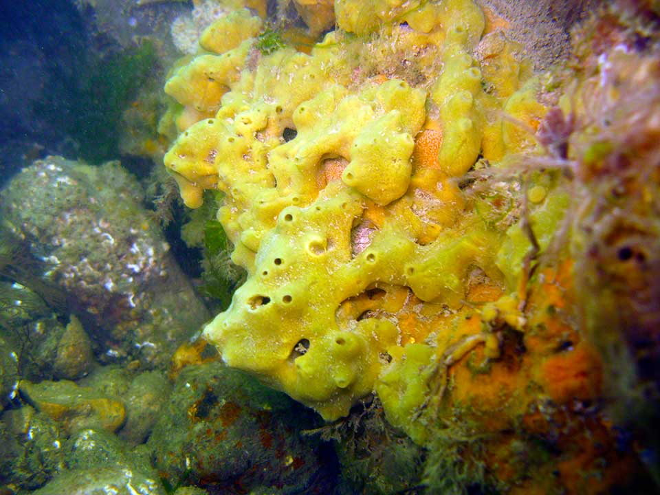 Breadcrumb sponge, Halichondria paniceum
