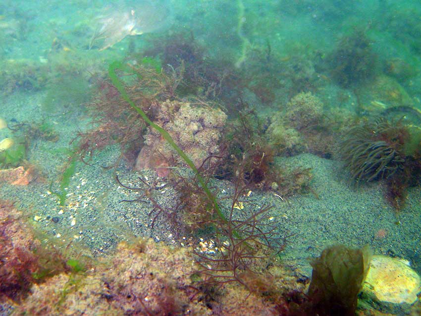 Sea squirt, Molgula manhetenensis on cobbles on sand