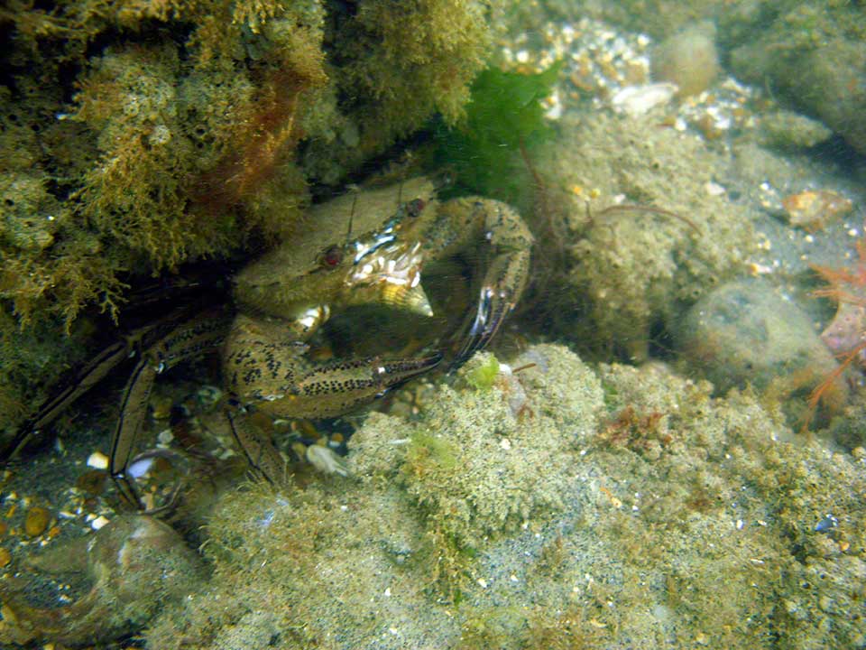 Velvet swimming crab, Necora puber, eating netted dogwhelk, Hinia reticulata