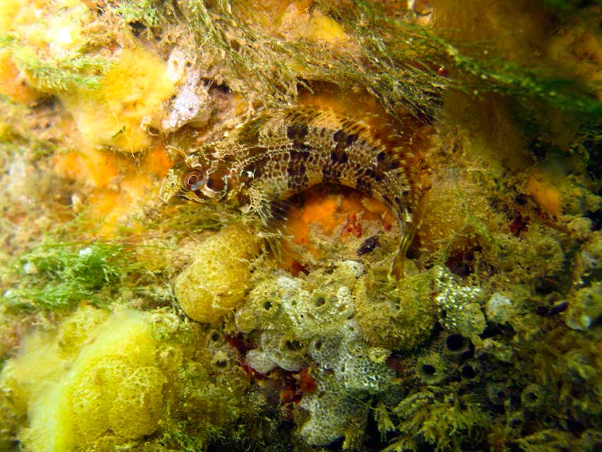 Tompot blenny, Parablennius gattorugine on algae and sea squirts