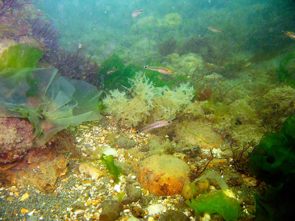 Two-spot gobies, Pomatoschistus flavescens