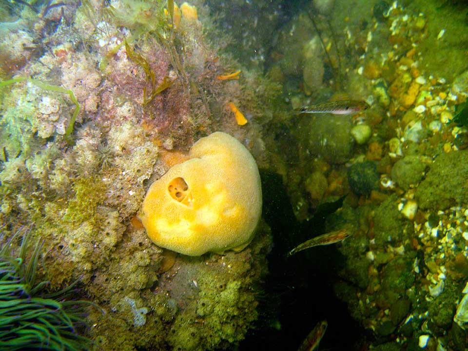 Sponge, Suberites ficus and two-spot gobies, Pomatoschistus flavescens