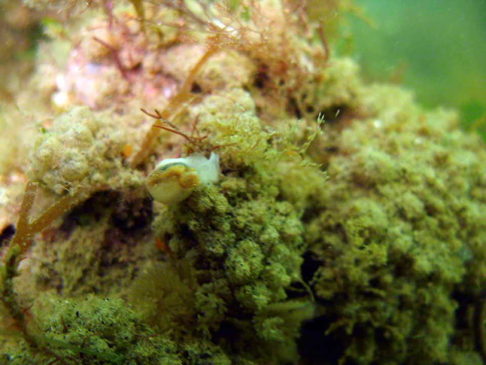 Cowry, Trivia and sea squirts, Molgula manhatenensis