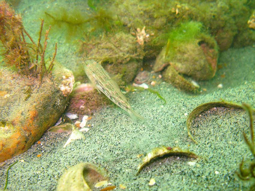 Sand goby, Pomatoschistus minutus