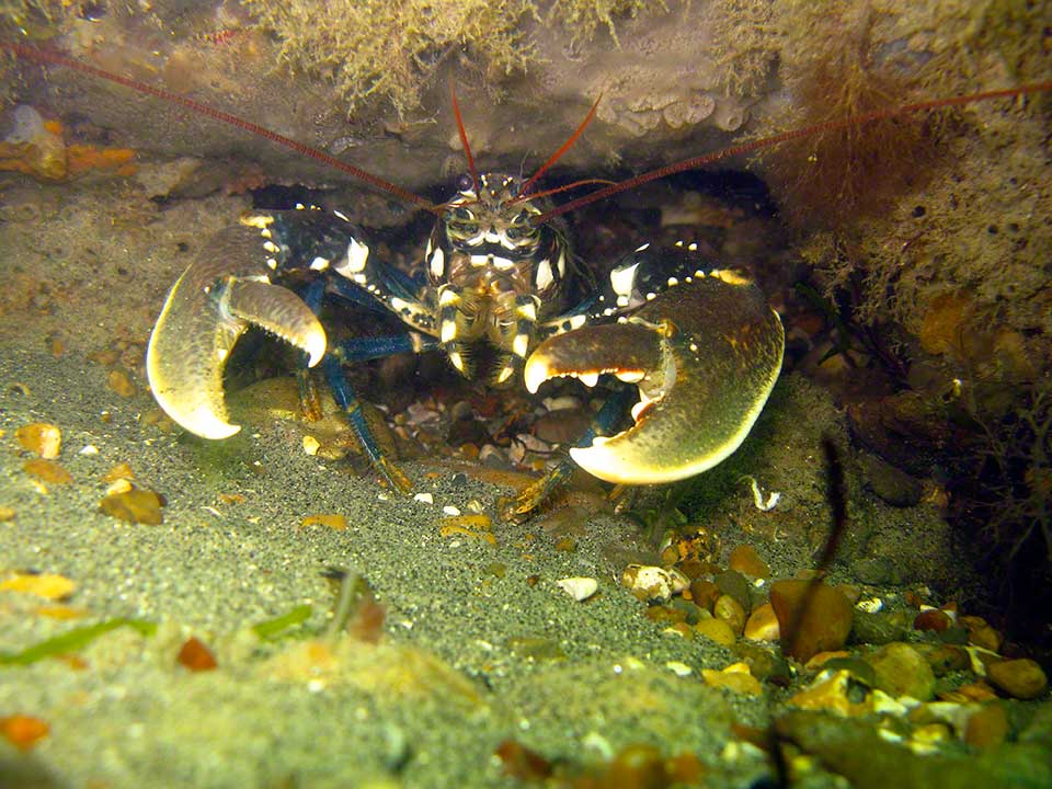 Lobster, Hommarus gamarus under clay ledge