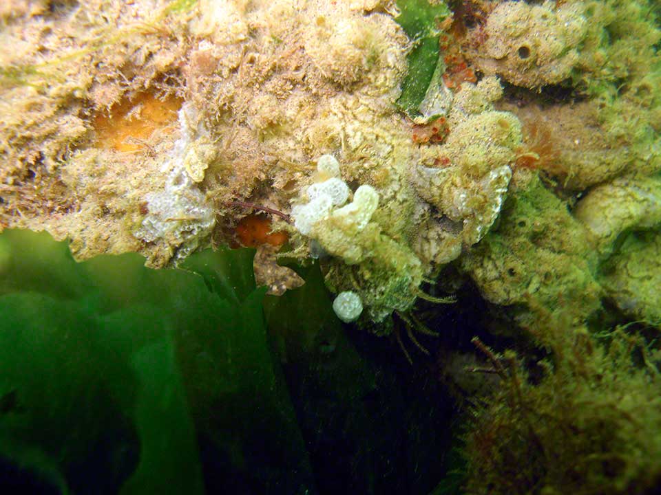 Sea squirts and sponges on car wreck