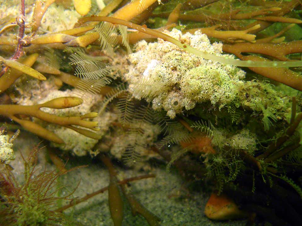 Sea oak, Halydris siliqua with hydroids, Plumularia and sea squirts Didemnum candidum