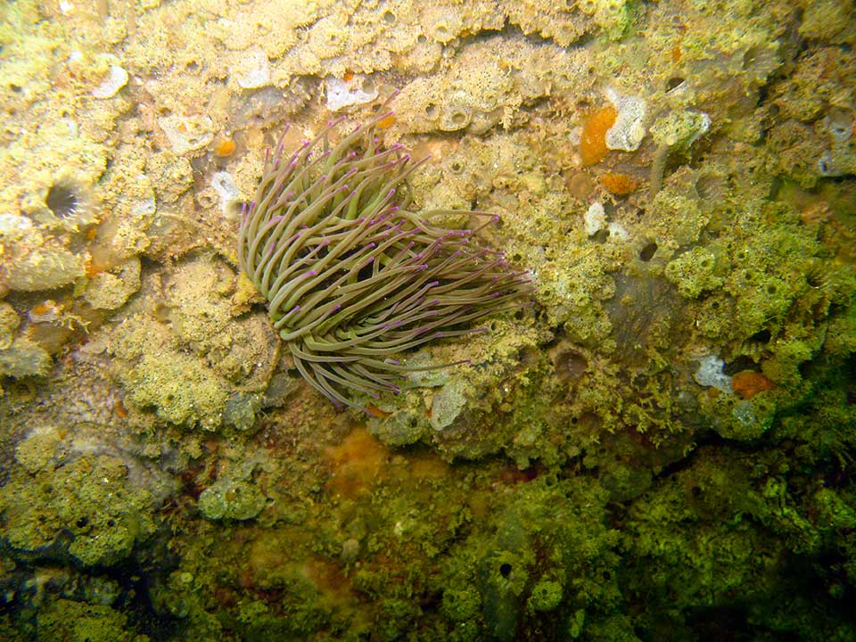 Snakelocks anemone and sea squirts