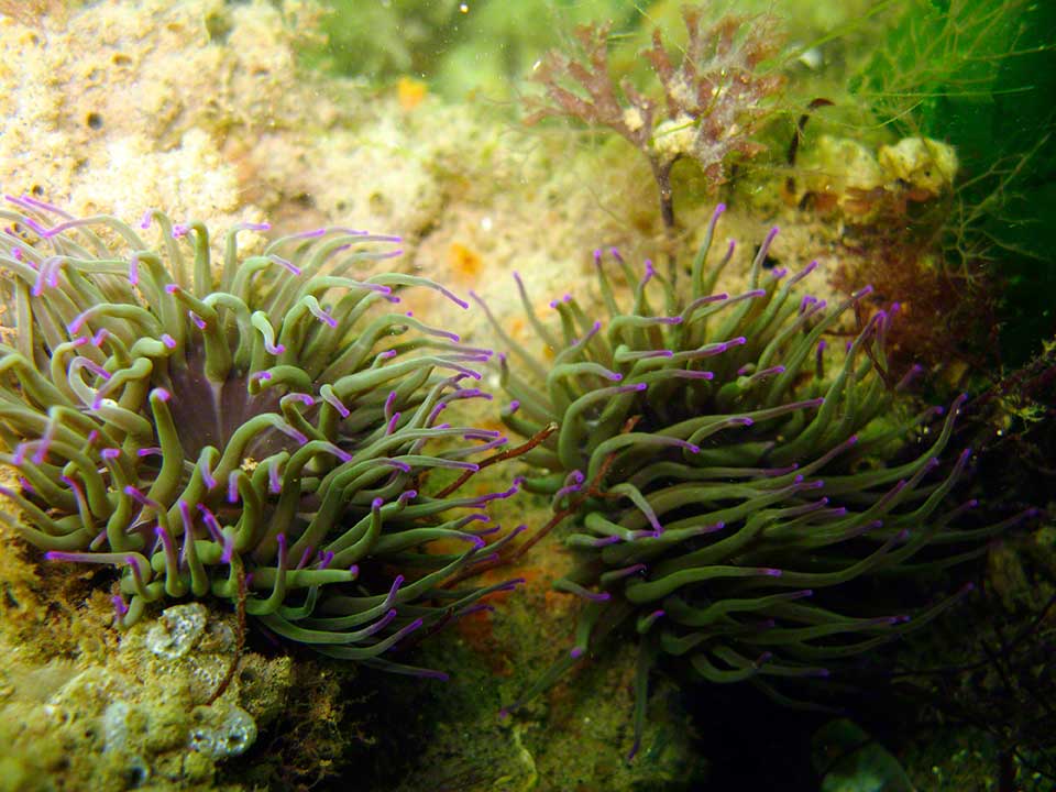 Snakelocks anemones, Anemonia viridis