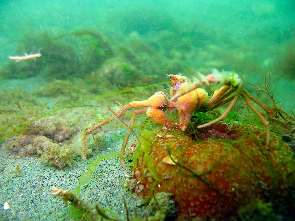 Spider crab, Inachus dorsettensis with sponges, standing on a contracted Dahlia anemone, Urticina felina.