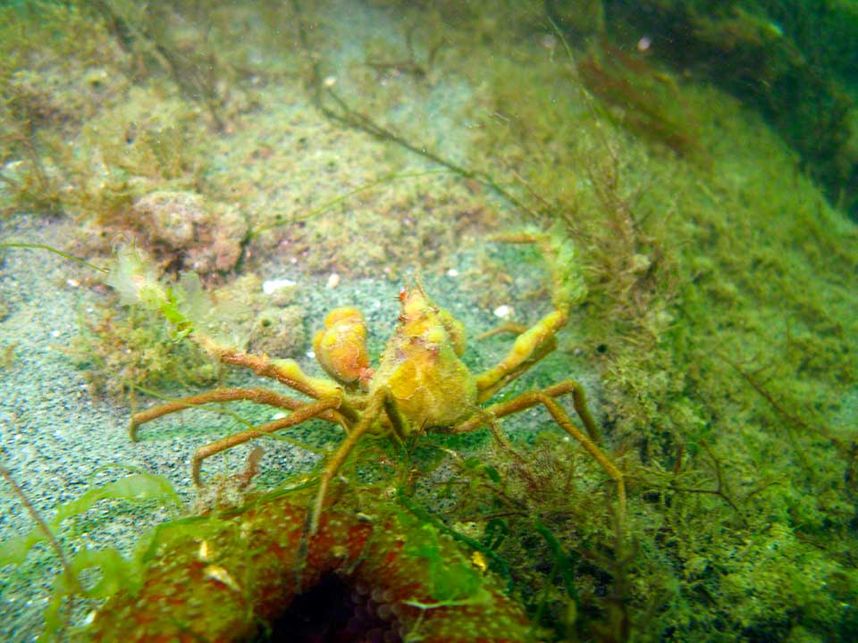 Spider crab, Inachus dorsettenis with sponges