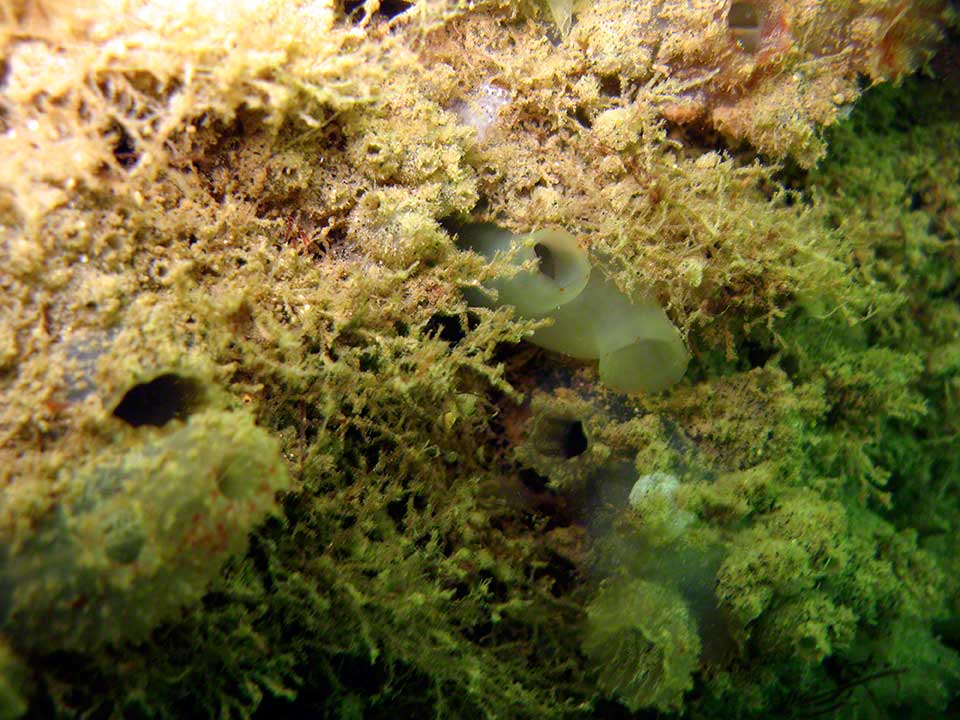 Sea squirts, Molgula manhatenensis, Ciona intestinalis