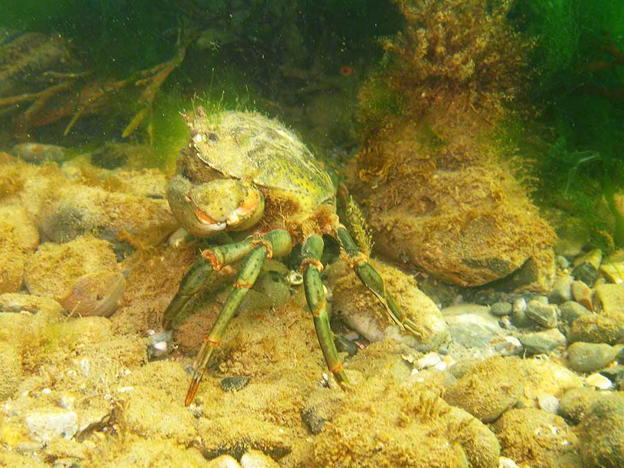 Shore crab, Carcinus maenas