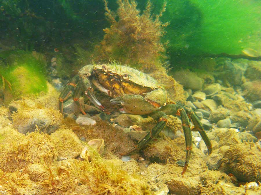 Shore crab, Carcinus maenas