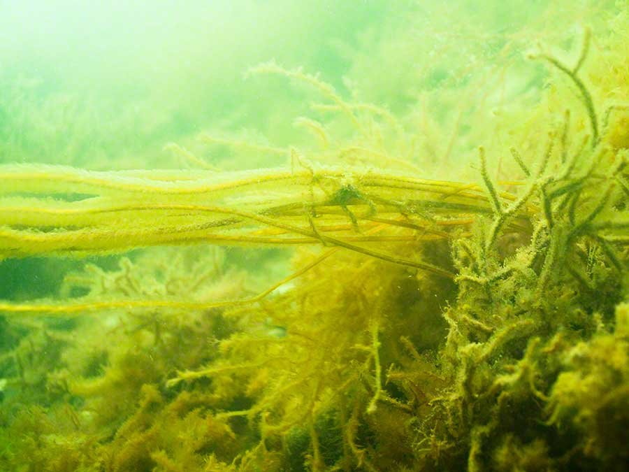 Cmouflaged spider crab, Macropoda tenuirostrata on mermaids tresses, Chorda_filum