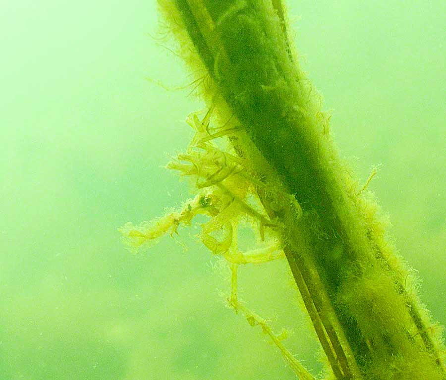 Cmouflaged spider crab, Macropoda tenuirostrata on mermaids tresses, Chorda_filum