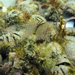 100 Peacock or Feather duster worm Sabella pavonia amongst Slipper limpets Crepidula fornicata