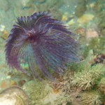 101 Peacock or Feather duster worm Sabella pavonia