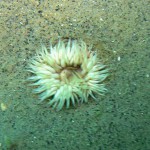 102 Anemone Sagartia troglodytes in sand