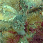 103 Seaslug Acanthodoris pilosa