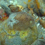 104 Seaslug Acanthodoris pilosa