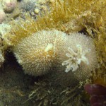 105 Two seaslugs Acanthodoris pilosa