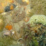 108 Goosebump sponge Dysidea fragilis, polychaete worm Neoamphitrite figulus etc