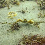 109 Sponge crab Inachus phalangium amongst cobbles and slipper limpets