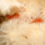 10 Plumose anemones Metridium senile