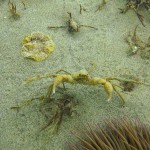 110 Sponge crab Inachus phalangium