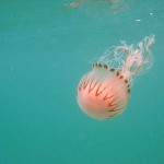 111 Compass Jellyfish, Chrysaora hyscosella.