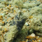 112 Sea Squirt, Diplosoma spongiforme.orme