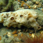 113 Sea Squirt, Diplosoma spongiforme.