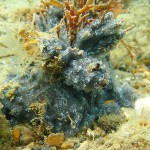 114 Sea Squirt, Diplosoma spongiforme.