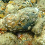 115 Jevenile Slipper Limpets, Crepidula fornicata.