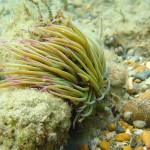 116 Snakelocks Anemone, Anemonia viridis drifting in the current.