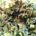 117 Blue Mussels, Mytilus edulis, feeding