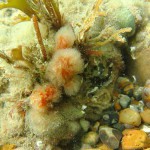 118 Sea Squirt, Aplidium punctum.