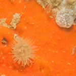 11 Sponge ?Mycale/Microciona with tiny anemones?
