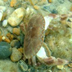 120 Young Brown Crab, Cancer pagurus.