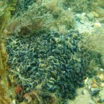 121 Blue Mussels, Mytilus edulis.