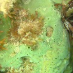 127 Breadcrumb Sponge, Halichondria panicea