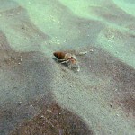 129 Hermit crab, Pagarus berhardus, amongst sand ripples.