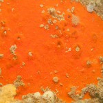 12 Sponge ?Mycale/Microciona with tiny anemones?
