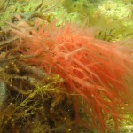 131 Red alga, Plocamium