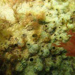 132 Sea Squirt, Molgula manhatenensis.